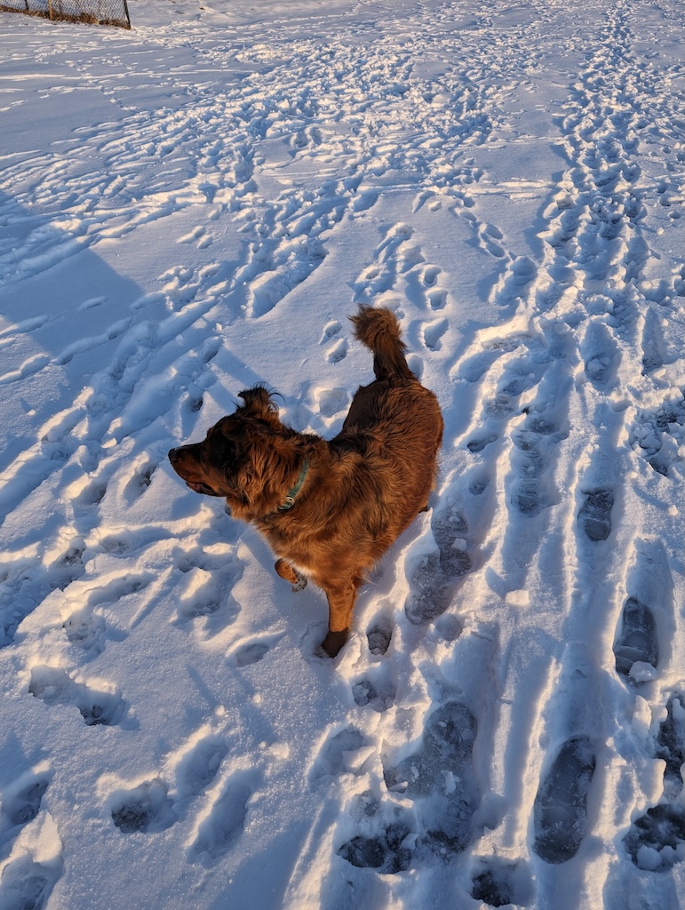 Finnegan on a sunny day at the beach